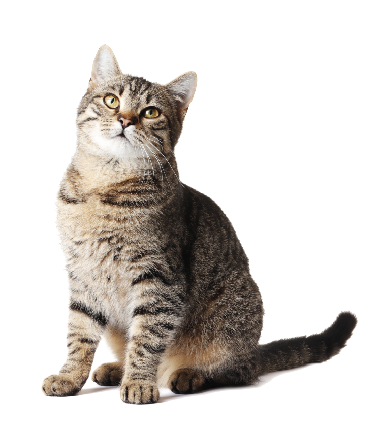 Cute cat receiving care at TKVets