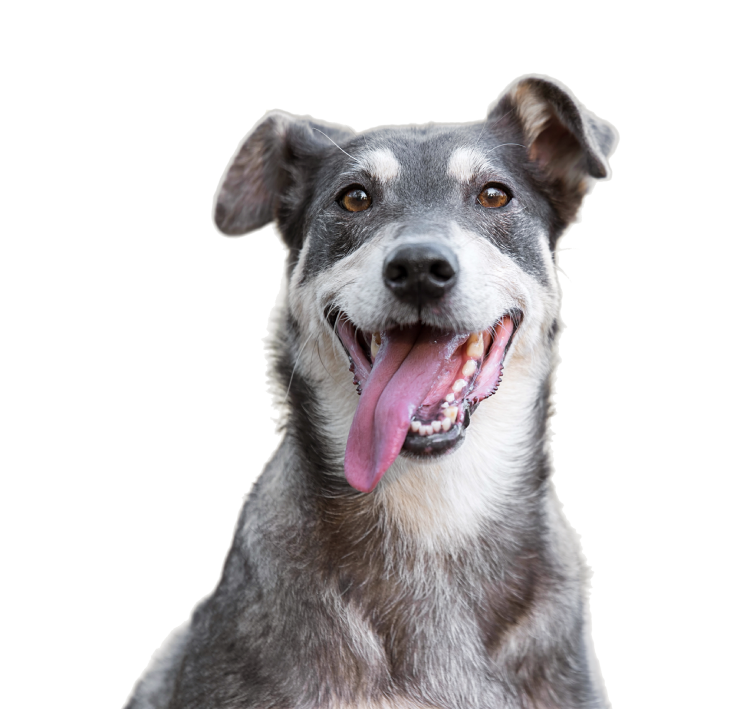 Adorable dog at TKVets veterinary clinic